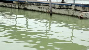 Stock Video Green Waters Of A Fishing Dock Live Wallpaper For PC