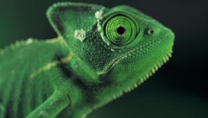 Stock Video Green Vailed Chameleon Seen From One Side Live Wallpaper For PC