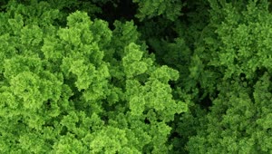 Stock Video Green Trees Forest From Above Live Wallpaper For PC