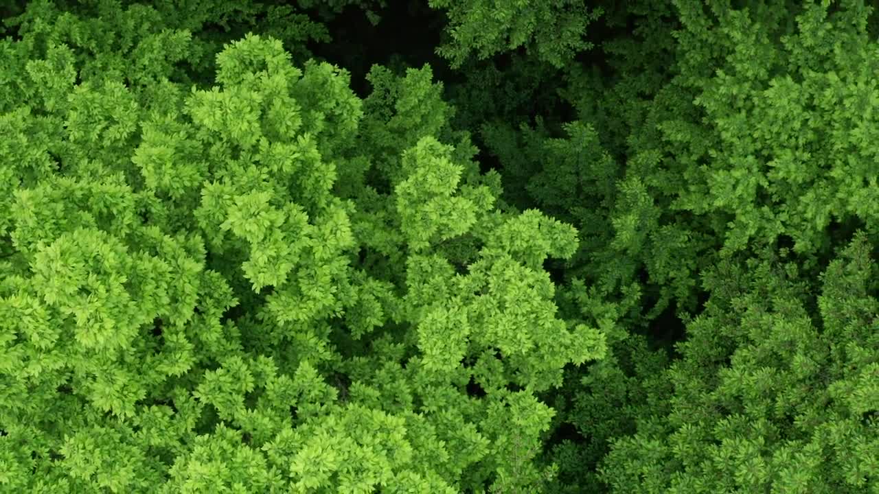 Download Stock Video Green Trees Forest From Above Live Wallpaper For PC