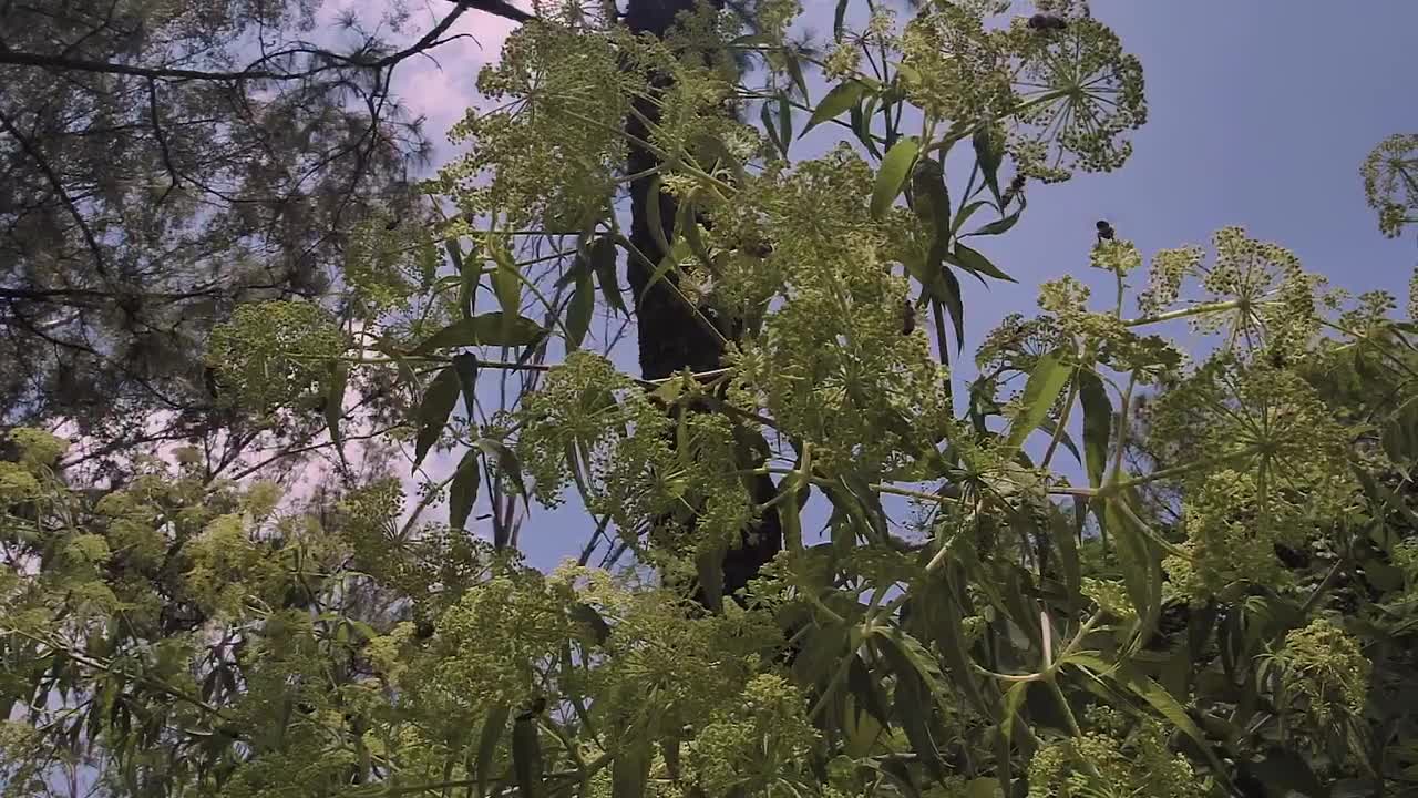 Download Stock Video Green Tree And Bees On A Sunny Day Live Wallpaper For PC