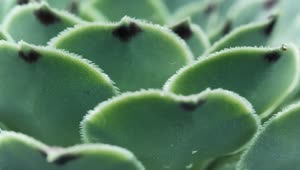 Stock Video Green Succulent Macro Close Up Live Wallpaper For PC