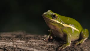 Stock Video Green Toad Breathing With A Dark Background Live Wallpaper For PC