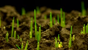 Stock Video Green Plants Slowly Growing Above The Ground Live Wallpaper For PC