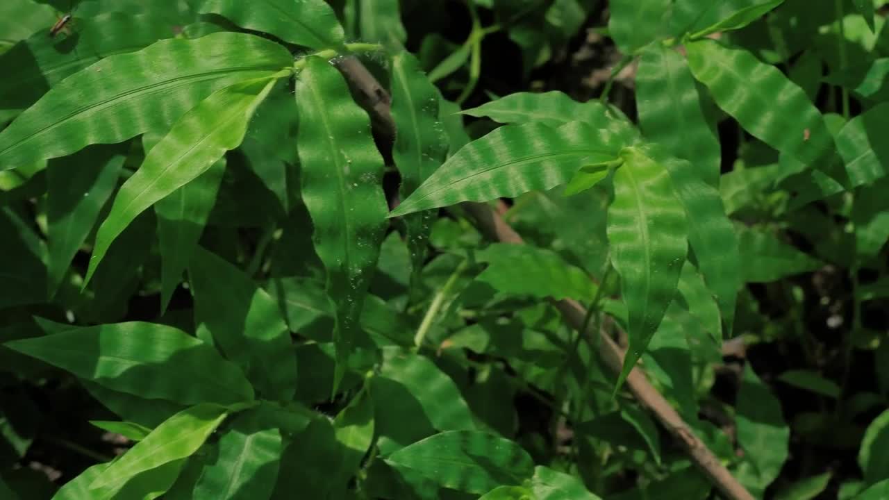 Download Stock Video Green Plants On A Sunny Day Live Wallpaper For PC