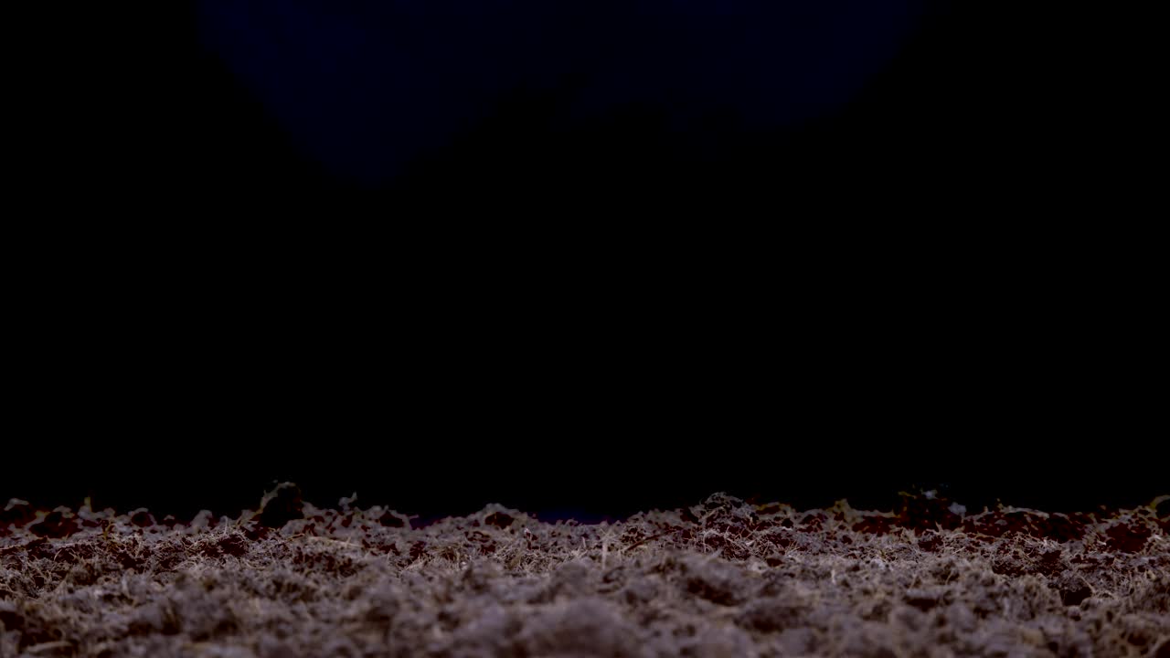 Download Stock Video Green Plants Growing In The Ground Live Wallpaper For PC