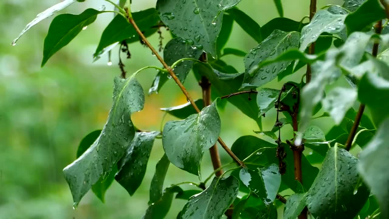 Download Stock Video Green Plant Under Heavy Rain Live Wallpaper For PC