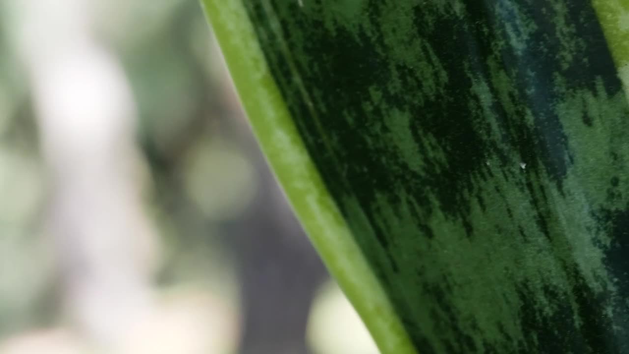 Download Stock Video Green Plant Closeup Live Wallpaper For PC