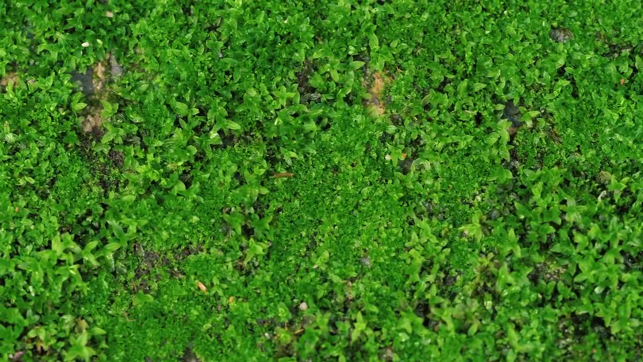 Download Stock Video Green Little Grass Plants And Leaves Live Wallpaper For PC