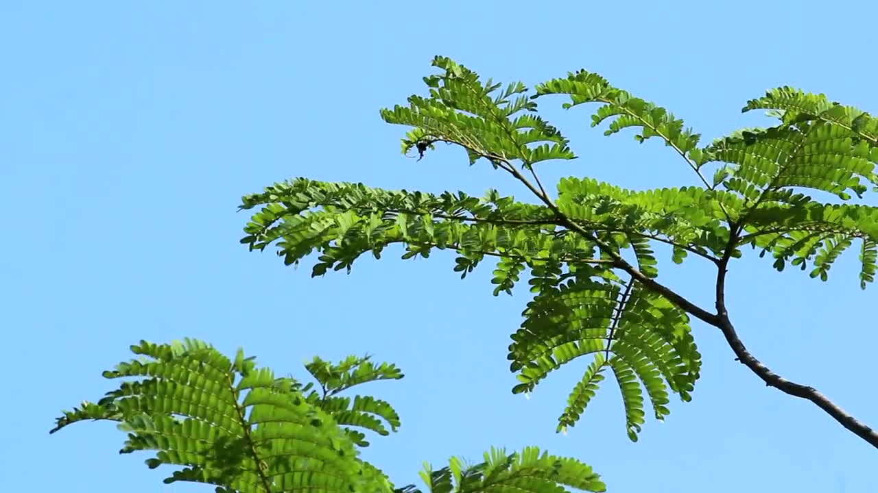 Download Stock Video Green Leaves On An Island Live Wallpaper For PC