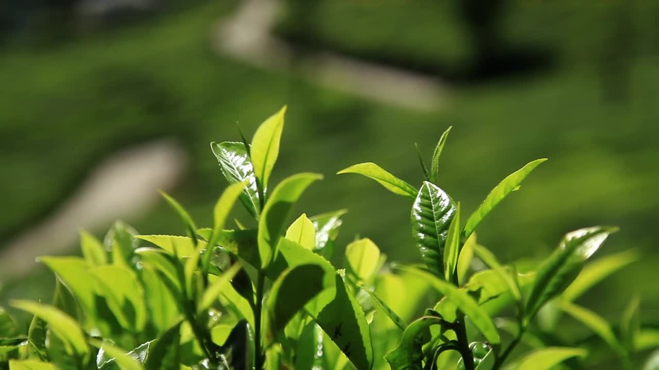 Download Stock Video Green Leaves Of Tree In Summer Close Up Live Wallpaper For PC