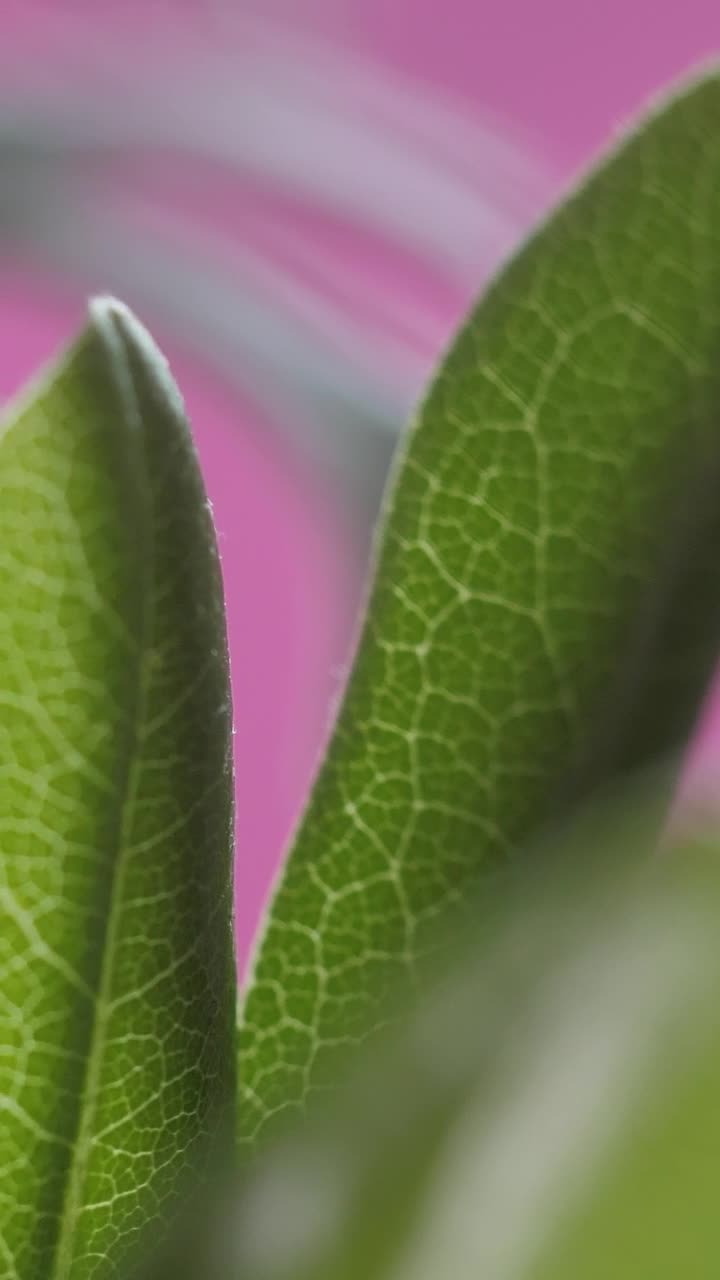 Download Stock Video Green Leaves In Detail View Live Wallpaper For PC