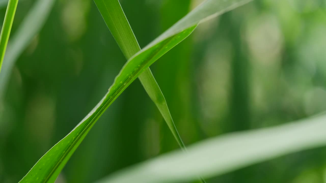 Download Stock Video Green Leaves Closeup Live Wallpaper For PC
