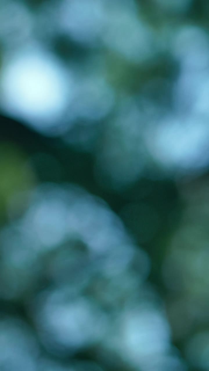Download Stock Video Green Leaves And Branches Of A Tree Out Of Focus Live Wallpaper For PC