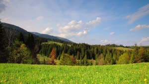 Stock Video Green Landscape Of A Sunny Meadow Live Wallpaper For PC