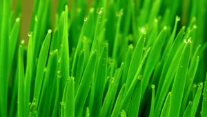 Stock Video Green Grasses Covered By Dew Drops Live Wallpaper For PC