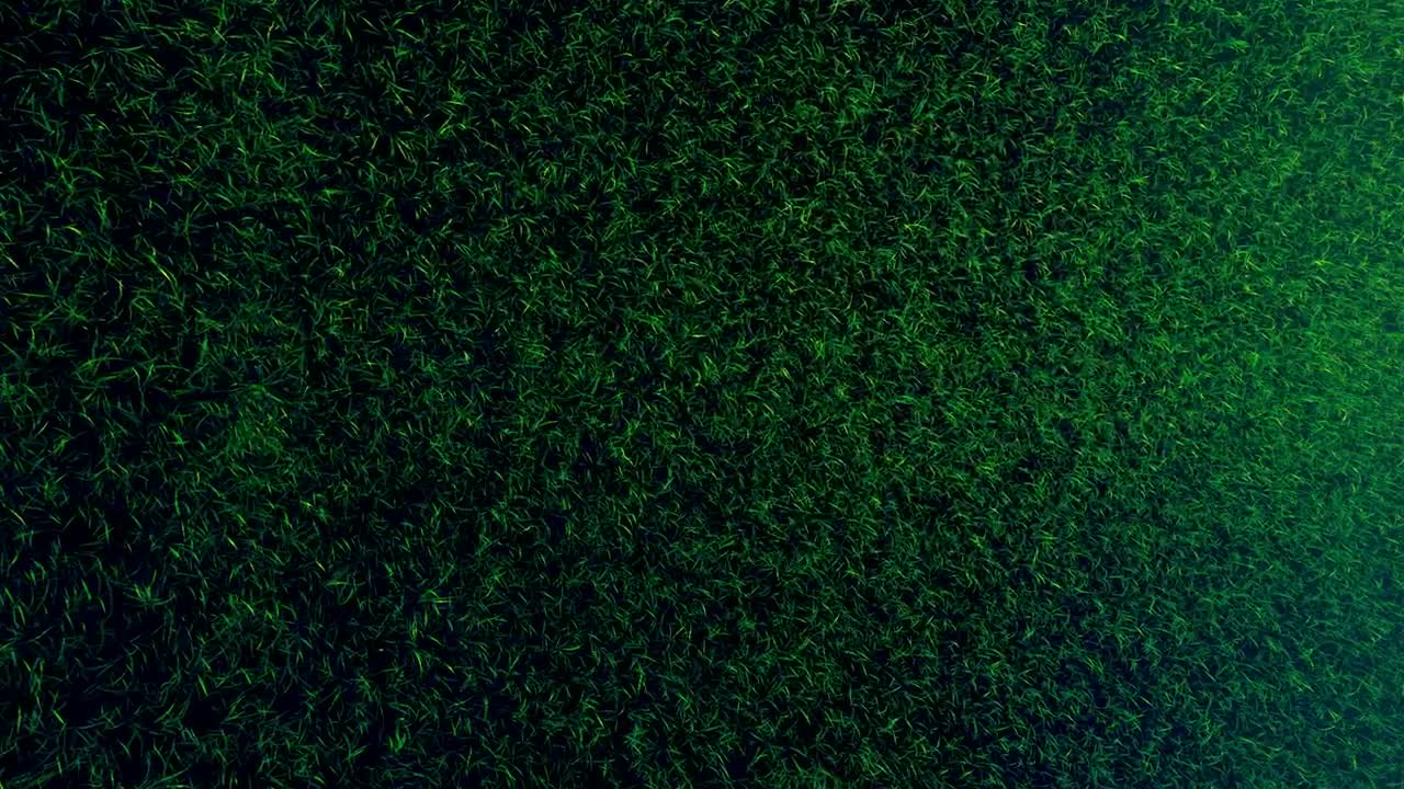 Download Stock Video Green Grass Texture In Motion Live Wallpaper For PC