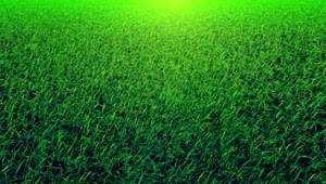 Stock Video Green Grass Close Up Loop Video Live Wallpaper For PC