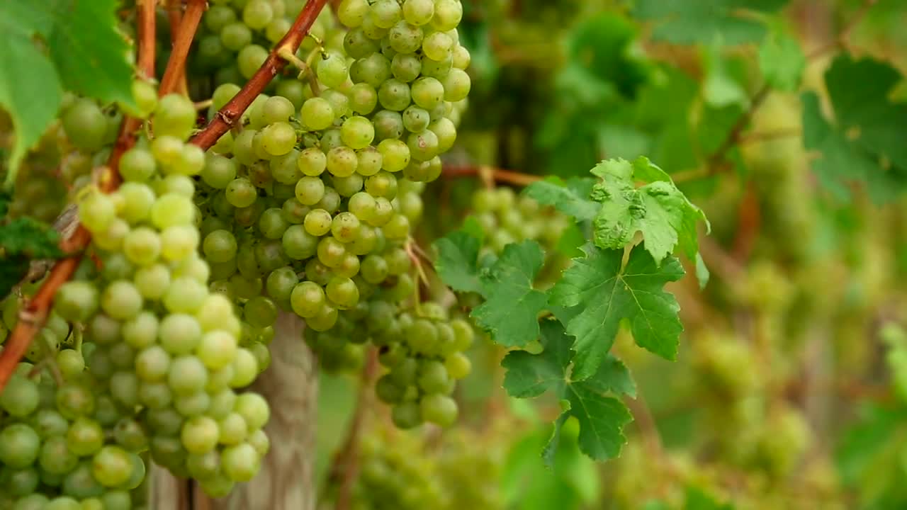 Download Stock Video Green Grapes Scene Live Wallpaper For PC