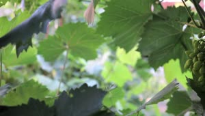 Stock Video Green Grapes Growing Live Wallpaper For PC