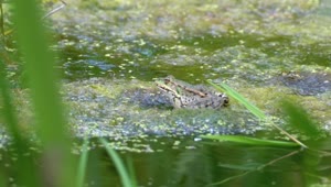 Stock Video Green Frog Standing On The Water Swamp Live Wallpaper For PC