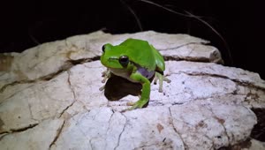 Stock Video Green Frog Standing On A Rock Live Wallpaper For PC