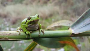 Stock Video Green Frog Standing On A Green Branch Live Wallpaper For PC