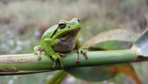 Stock Video Green Frog Sitting On A Branch Live Wallpaper For PC
