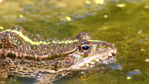 Stock Video Green Frog On The Swamp Water Live Wallpaper For PC