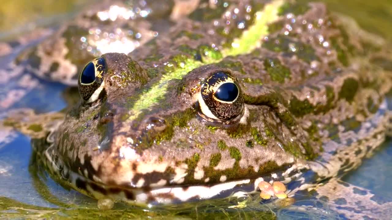 Download Stock Video Green Frog In The River Close Up Live Wallpaper For PC