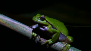 Stock Video Green Frog Breathing During A Dark Night Live Wallpaper For PC