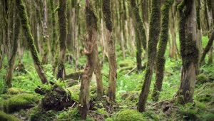 Stock Video Green Forest Covered In Moss Live Wallpaper For PC