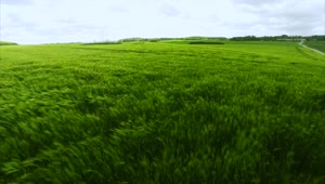 Stock Video Green Field During The Summer Live Wallpaper For PC