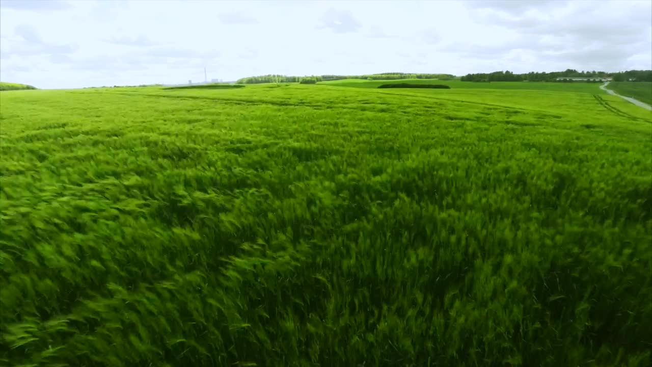 Download Stock Video Green Field During The Summer Live Wallpaper For PC