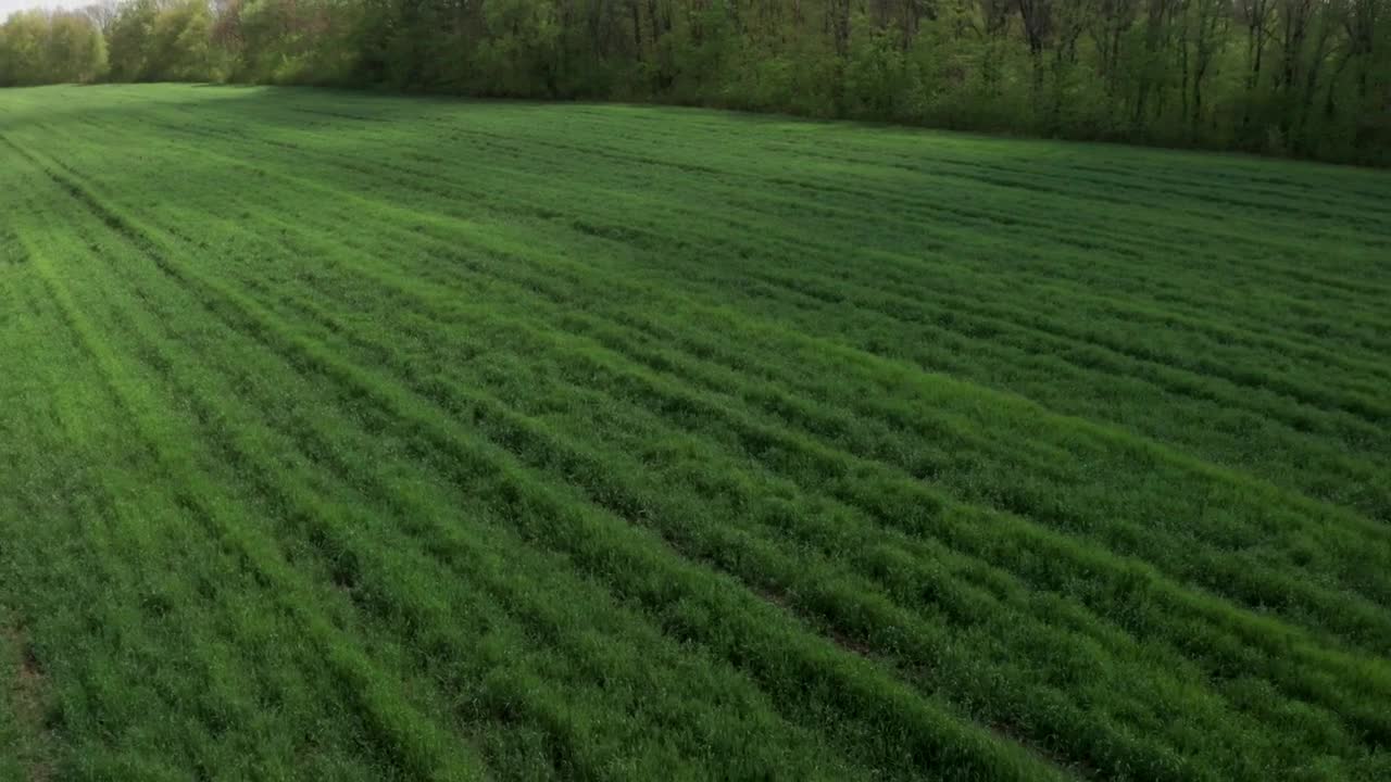 Download Stock Video Green Field And A Tree Line Live Wallpaper For PC