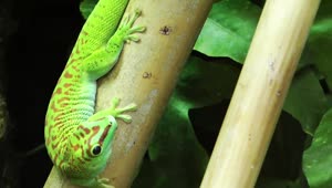 Stock Video Green Chameleon Like Lizard Live Wallpaper For PC