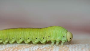 Stock Video Green Caterpillar Crawling Live Wallpaper For PC