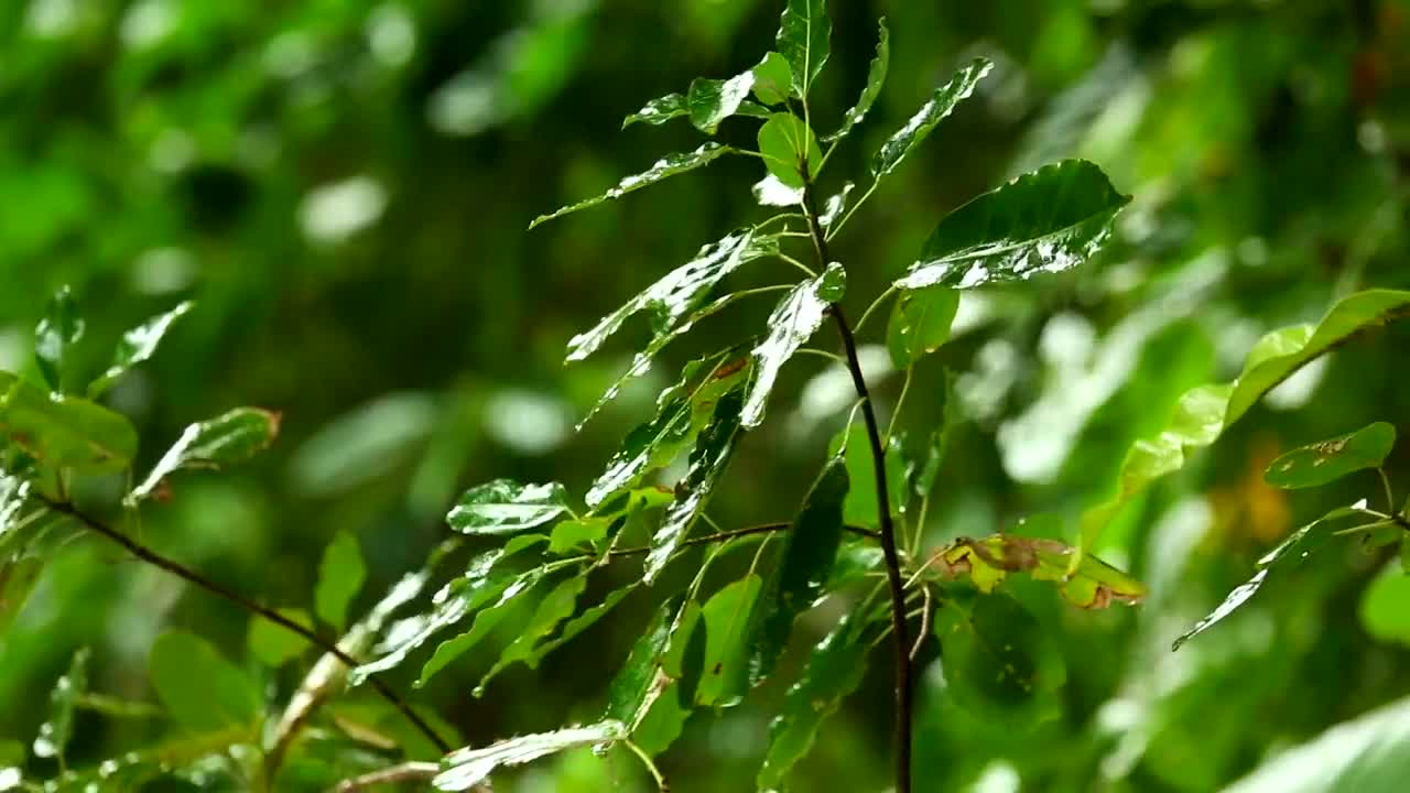 Download Stock Video Green Branch Under The Rain Live Wallpaper For PC