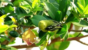 Stock Video Green Bird Sitting On A Leaf Live Wallpaper For PC