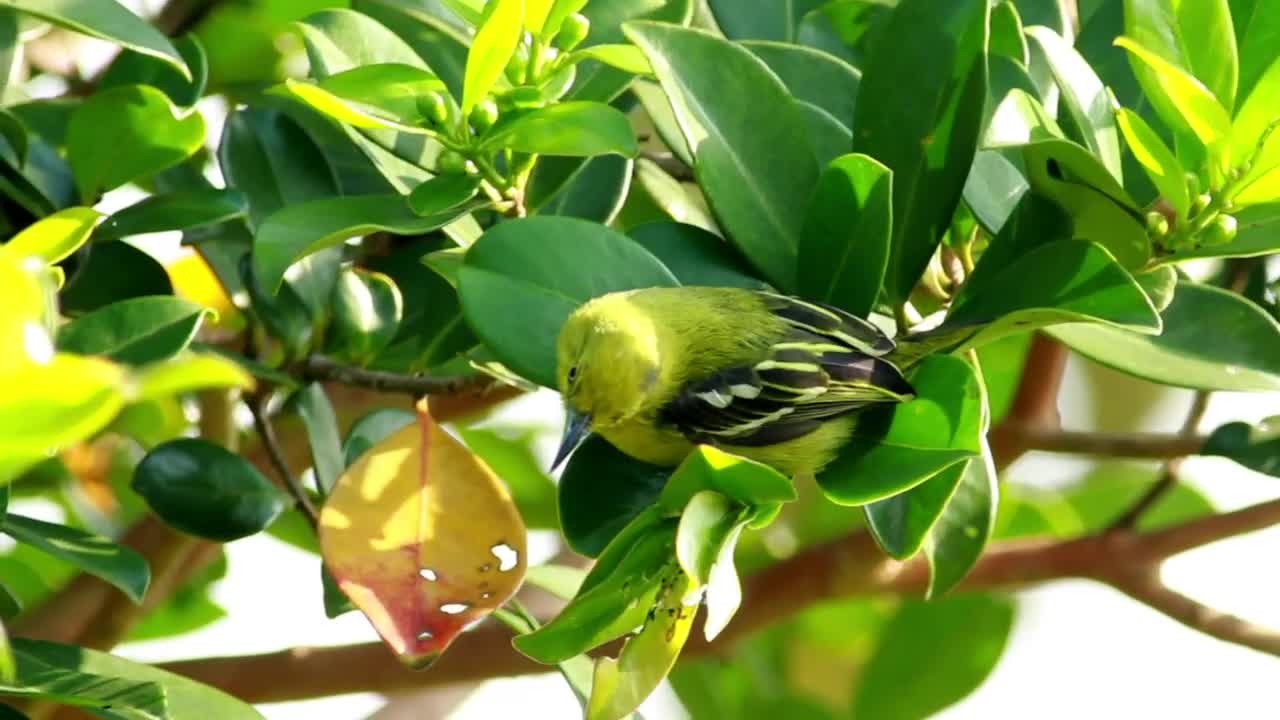 Download Stock Video Green Bird Sitting On A Leaf Live Wallpaper For PC