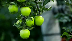 Stock Video Green Apples Hanging On A Tree Live Wallpaper For PC
