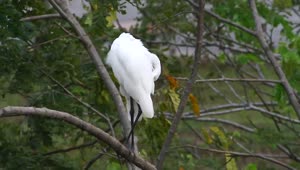 Stock Video Great Egret Standing In A Tree Live Wallpaper For PC