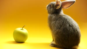 Stock Video Gray Rabbit And An Apple Live Wallpaper For PC