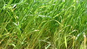Stock Video Grass Swaying In Heavy Wind Live Wallpaper For PC