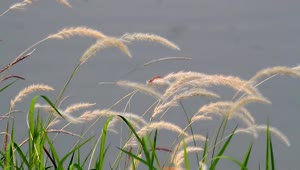 Stock Video Grass Swaying By A Lake Live Wallpaper For PC