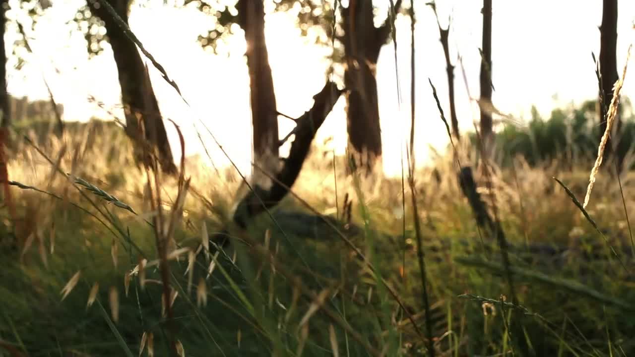 Download Stock Video Grass Of A Forest With Solar Flare Live Wallpaper For PC