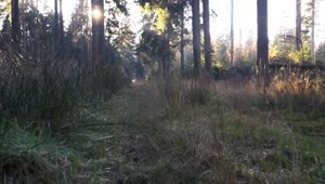 Stock Video Grass In The Forest Live Wallpaper For PC