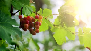 Stock Video Grapes Hanging From A Branch Close Up Live Wallpaper For PC