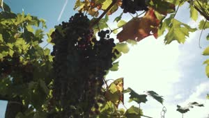Stock Video Grapes Growing In The Sun Live Wallpaper For PC