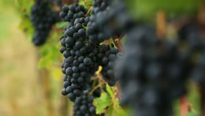 Stock Video Grapes Clusters At The Vineyard Live Wallpaper For PC